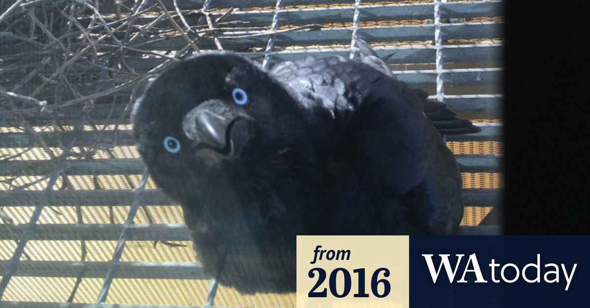 Crows undergoing 'evolutionary change' in nesting habits says Griffith